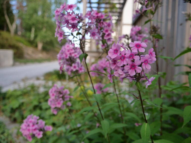 blommor